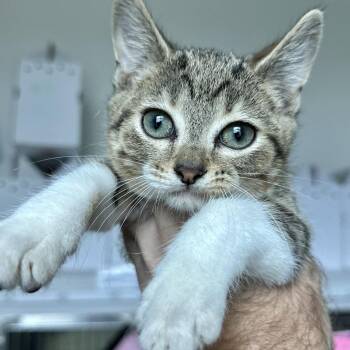Bobbidi -  Domestic Short Hair Cat for Adoption in Matteson, Illinois - Bobbidi | PetCurious