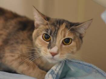 Domestic Short Hair Cats Available for Adoption in Portland, Oregon - Tinkerbell | PetCurious