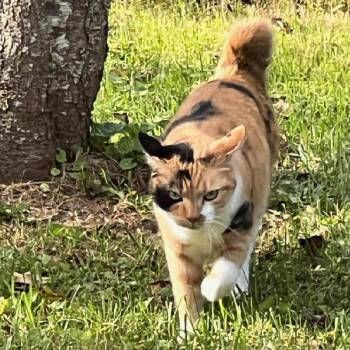 Domestic Short Hair Cats Available for Adoption - Sissy | PetCurious