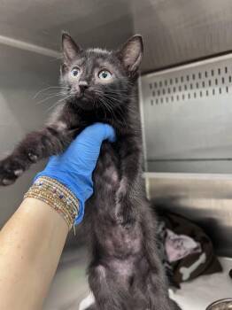 GROVER -  Domestic Short Hair Cat for Adoption in Tallahassee, Florida - GROVER | PetCurious