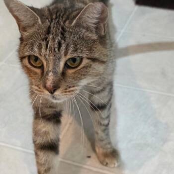Bingo Belle -  Domestic Short Hair Cat for Adoption in Waldorf, Maryland - Bingo Belle | PetCurious