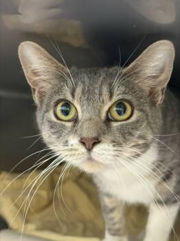 Rescue Domestic Short Hair Cats for Adoption in Morristown, New Jersey - Isabelle | PetCurious