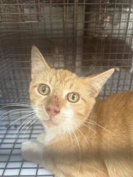 A660919 -  Domestic Short Hair Cat for Adoption in Houston, Texas - A660919 | PetCurious