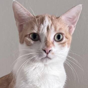 Domestic Short Hair Cats Available for Adoption in Hemet, California - Willow | PetCurious