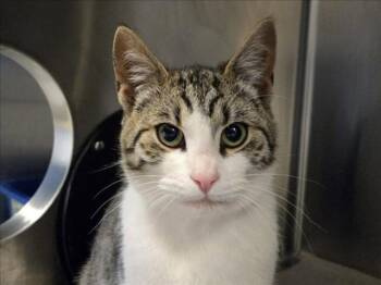 Domestic Short Hair Cats Available for Adoption in Martinez, California - SQUISHY | PetCurious