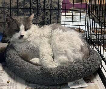 Benny -  Domestic Long Hair Cat Available for Adoption in Apollo, Pennsylvania - Benny | PetCurious
