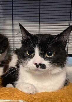 Heifer -  Domestic Long Hair and Maine Coon Cat for Adoption in Pacifica, California - Heifer | PetCurious
