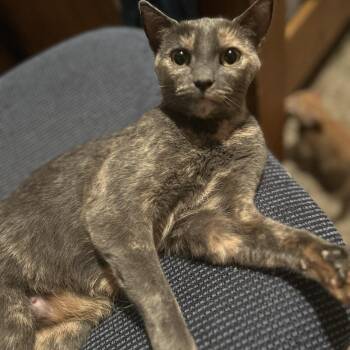 Rescue Domestic Short Hair Cats for Adoption in Rice, Minnesota - Apple | PetCurious