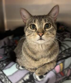 Motley -  Domestic Short Hair Cat for Adoption in Bemidji, Minnesota - Motley | PetCurious