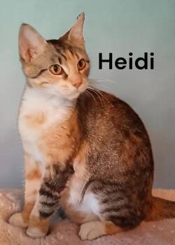 Heidi -  Calico Cat Available for Adoption in Weems, Virginia - Heidi | PetCurious