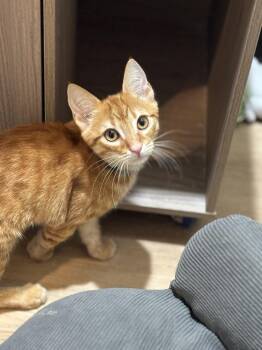 Pac Man -  Domestic Short Hair and Tabby Cat for Adoption in Dallas, Texas - Pac Man | PetCurious