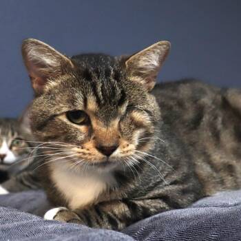 Ollie -  Domestic Short Hair Cat for Adoption in Lakeland, Florida - Ollie | PetCurious
