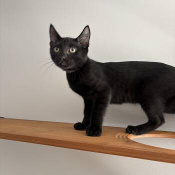 Rescue Domestic Short Hair Cats for Adoption in Dickson, Tennessee - Professor Plum | PetCurious