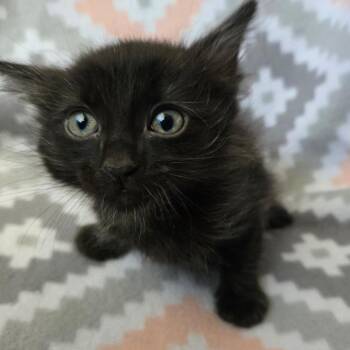 American Shorthair Cats Available for Adoption in Calimesa, California - Bean | PetCurious