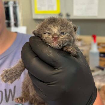 Tasha -  Domestic Short Hair Cat for Adoption in Huntington, West Virginia - Tasha | PetCurious