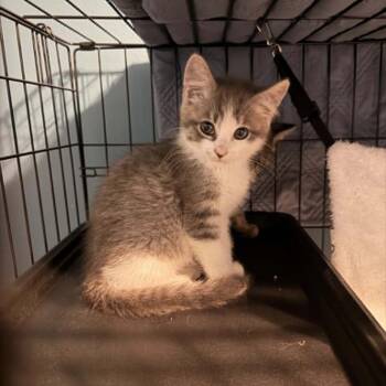 Fae -  Domestic Short Hair Cat for Adoption in Lyndhurst, Virginia - Fae | PetCurious