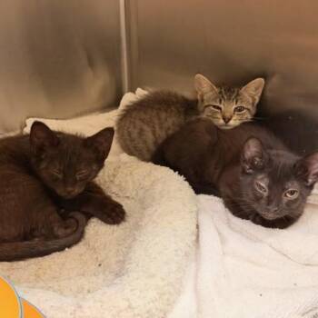 CHAD -  Domestic Short Hair Cat for Adoption in Tustin, California - CHAD | PetCurious