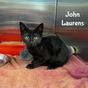 John Laurens -  Domestic Short Hair Cat for Adoption in Oak Ridge, Tennessee - John Laurens | PetCurious