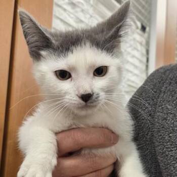 Trouble -  Domestic Short Hair Cat Available for Adoption in Voorhees Township, New Jersey - Trouble | PetCurious