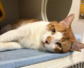 Lebron -  Domestic Short Hair Cat for Adoption in Elmsford, New York - Lebron | PetCurious