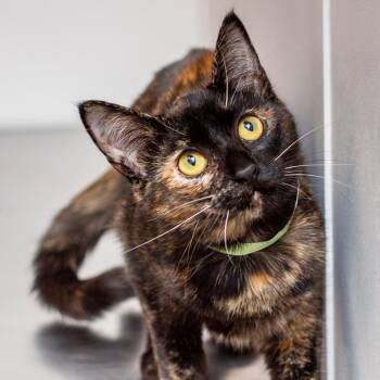 Suzy -  Domestic Short Hair Cat for Adoption in Hattiesburg, Mississippi - Suzy | PetCurious