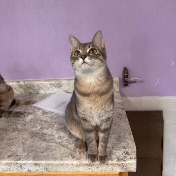 Liza -  Domestic Short Hair Cat for Adoption in Mondovi, Wisconsin - Liza | PetCurious