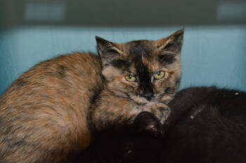 Rescue Domestic Short Hair Cats for Adoption in Ontario, California - Evelyn | PetCurious