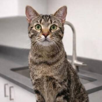 Domestic Short Hair Cats Available for Adoption in Orland Hills, Illinois - Arizona | PetCurious
