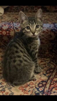 Rescue Domestic Short Hair Cats for Adoption in St. Helens, Oregon - 25-34 Lou | PetCurious