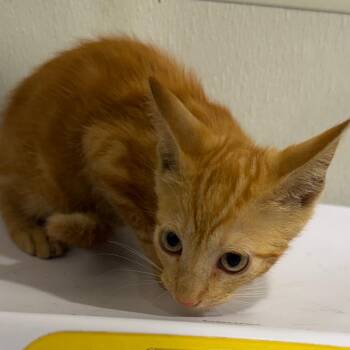 Sunshine -  Domestic Short Hair Cat for Adoption in Tampa, Florida - Sunshine | PetCurious