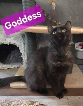 Goddess 0171 -  Domestic Long Hair Cat for Adoption in Dallas, Texas - Goddess 0171 | PetCurious