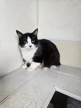 Jenna -  Domestic Medium Hair Cat for Adoption in Maquoketa, Iowa - Jenna | PetCurious