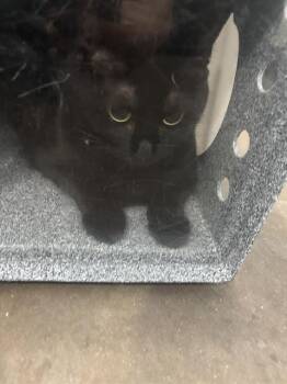 WINNIE -  Domestic Short Hair Cat for Adoption in Dallas, Texas - WINNIE | PetCurious