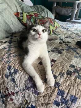 Domestic Short Hair Cats Available for Adoption in Glen Raven, North Carolina - JILL-ready In June (nursing Mom) | PetCurious
