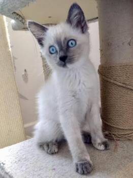 Cookie - COMING SOON -  Domestic Medium Hair Cat for Adoption in Prescott, Arizona - Cookie - COMING SOON | PetCurious