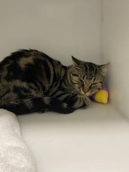 Domestic Short Hair Cats Available for Adoption in Delson, Quebec - Ivar | PetCurious