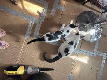 Rescue Domestic Short Hair Cats for Adoption in Milwaukee, Wisconsin - Fiona And Dottie | PetCurious