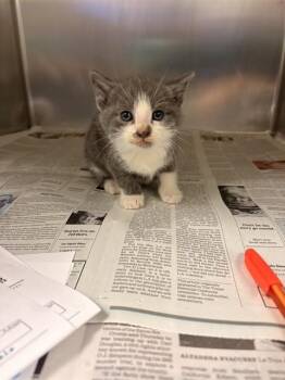 Domestic Short Hair Cats Available for Adoption in Riverside, California - LARRY | PetCurious