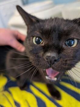 Domestic Short Hair Cats Available for Adoption - BiBi | PetCurious