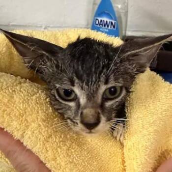 Soeca-C -  Domestic Short Hair Cat for Adoption in East St. Louis, Illinois - Soeca-C | PetCurious