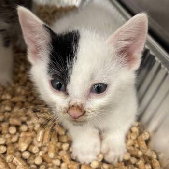 Crimson -  Domestic Short Hair Cat for Adoption in Salt Lake City, Utah - Crimson | PetCurious