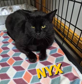 Domestic Short Hair Cats Available for Adoption - Nyx | PetCurious