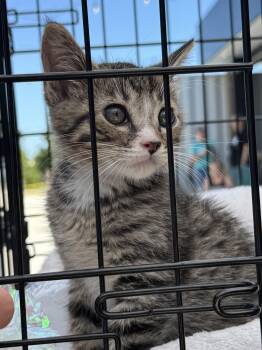 Reagan -  Domestic Medium Hair Cat for Adoption in Valley Center, Kansas - Reagan | PetCurious