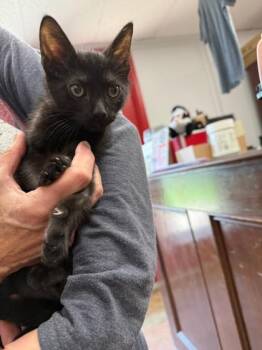 Reeses -  Domestic Short Hair Cat for Adoption in Houston, Texas - Reeses | PetCurious