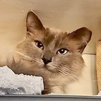 Rescue Ragdoll Cats for Adoption in San Jose, California - Foxy | PetCurious