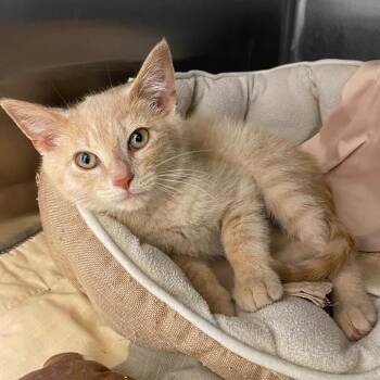 Kinder -  Domestic Medium Hair Cat Available for Adoption in Marshall, Virginia - Kinder | PetCurious