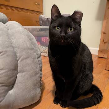 Rescue Domestic Short Hair Cats for Adoption in South Elgin, Illinois - Morgan | PetCurious