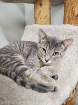 Rescue Domestic Short Hair Cats for Adoption in Brighton, Michigan - Poppy | PetCurious