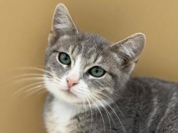 James -  Domestic Short Hair Cat for Adoption in Portland, Oregon - James | PetCurious