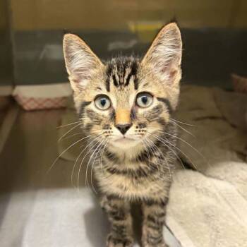 Glowworm -  Domestic Short Hair Cat for Adoption in Concord, North Carolina - Glowworm | PetCurious